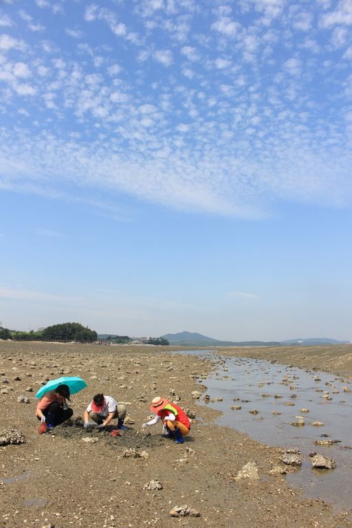 서산 웅도 바지락 채취 체험