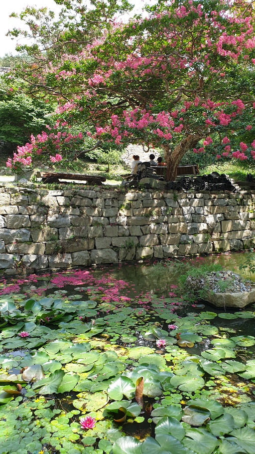 개심사 입구 수련과 배롱나무