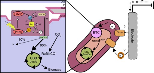 박테리아가 전자를 흡수하여 이산화탄소를 제거하는 기전. 출처=네이처(nature.com)