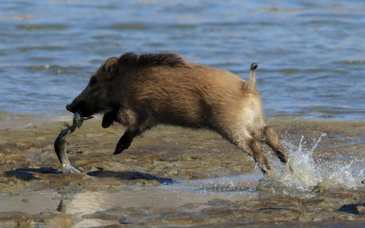멧돼지 한 마리가 숭어를 문 채 힘차게 도약하고 있다. 연합뉴스