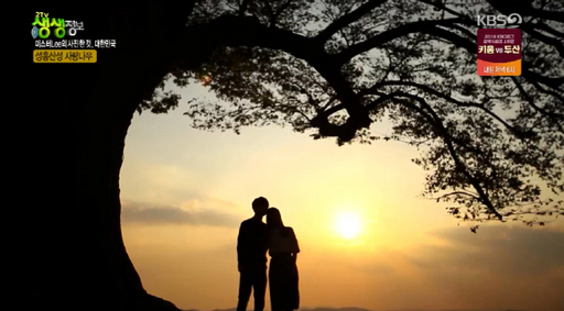 KBS2 ‘2TV 생생정보’에서 충남 부여군 성흥산성 사랑나무를 소개했다. KBS ‘2TV 생생정보’ 캡처