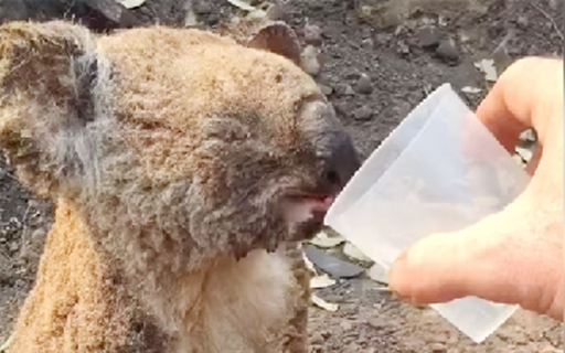 포트 맥쿼리 병원 페이스북