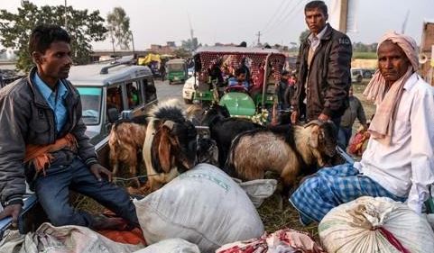 2일 네팔 가디마이 축제에 참여하기 위해 희생 제물인 염소를 갖고 온 힌두교도. AFP=연합뉴스