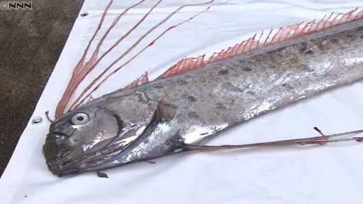 5일 오전 일본 도야마현 우오즈시 해안 인근에서 발견된 대왕갈치 모습.