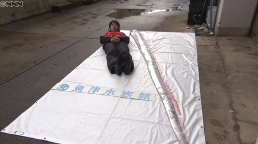 취재기자가 대왕산갈치 옆에 누워있다. 발견된 대왕산갈치는 몸길가 3m 66cm에 달했다.