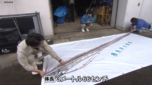 수족관 직원들이 길이를 측정하고 있다.