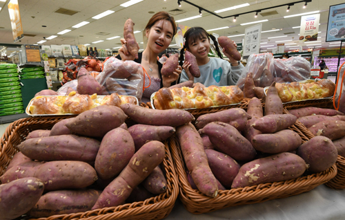 “싸게 팔아요” 23일 오전 이마트 서울 용산점 농산물 코너에서 모델들이 ‘해남 못난이 왕고구마’를 홍보하고 있다. 이마트, SSG닷컴, 이마트에브리데이 3개사는 이날부터 해남 못난이 왕고구마를 1봉(3kg)당 9980원에 판매한다. 남정탁 기자