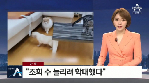 채널A 뉴스가 7일 유튜버 ‘갑수목장’이 동물 학대를 한 의혹이 있다고 보도했다. 채널A 캡처