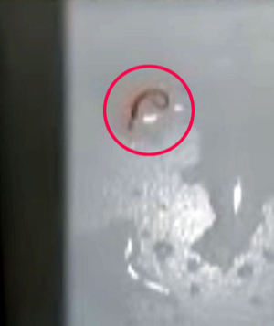 서울 중구서 발견된 유충 20일 서울 중구의 한 오피스텔 욕실 바닥에서 발견된 유충. 뉴시스