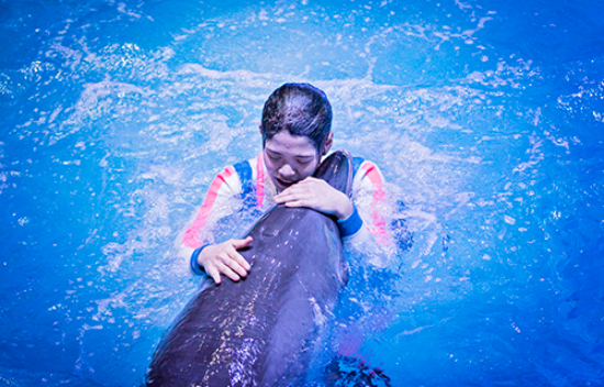 퍼시픽랜드 마린스테이지의 돌고래쇼.
