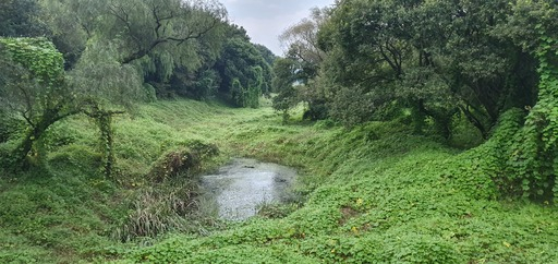 달성습지는 이국적인 풍광이 가득한 인스타그래머의 성지다.