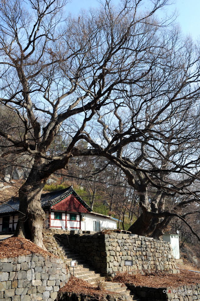 대련사. 오래된 느티나무가 숨 멎을 듯 경건하다.