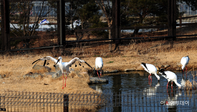 광시면의 예산황새공원. 2009년부터 황새복원사업을 해 오고 있다.