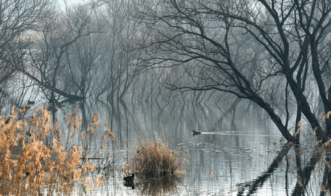 수면을 미끄러지듯 헤엄치는 물새들의 움직임이 평온하다.