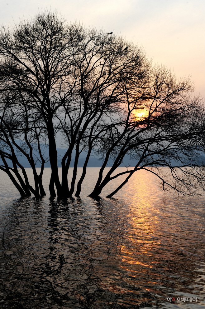 예당호의 해넘이가 곱다. 사진촬영의 배경으로 인기 높은 예당호 ‘황금나무’.