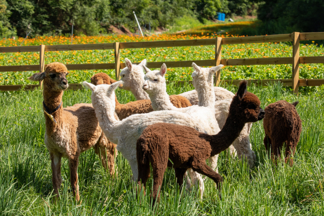 ‘평창 발왕산 알파카 골드팜’/ 용평리조트 제공