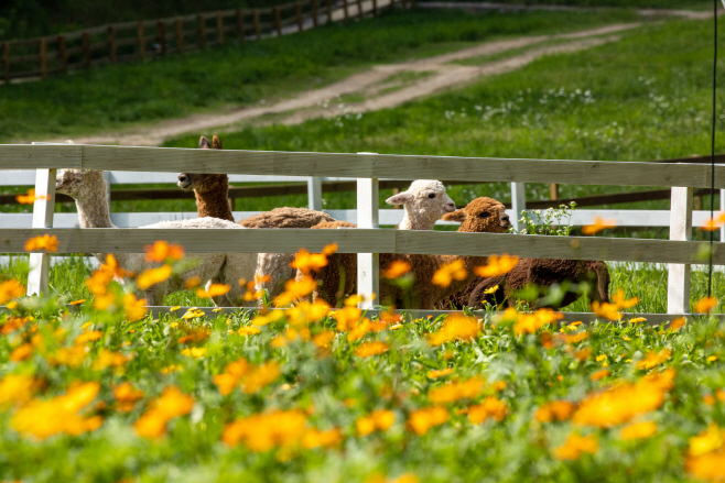 꽃길과 알파카/ 용평리조트 제공