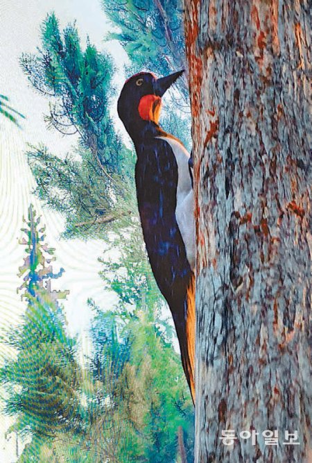 문화유산기술연구소가 멸종된 크낙새를 재현한 영상. 박제를 3차원(3D)으로 스캔하고, 영상과 음향을 결합해 디지털로 재현했다. 경주=조종엽 기자 jjj@donga.com