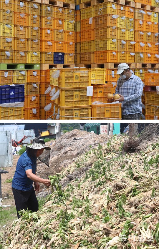 코로나19로 인해 개학이 연기되면서 급식 납품용 친환경 농산물을 키우는 농가의 시름이 깊어지고 있다. 지난달 22일 충남 아산시 한길농원의 냉장창고에는 납품하지 못한 배 상자가 가득 쌓여 있었다(위 사진). 지난달 26일 경기 고양시에선 농민 염현수 씨가 본인이 직접 폐기 처분한 근대와 청상추 더미를 보며 안타까워했다. 아산=홍진환 jean@donga.com / 고양=송은석 기자