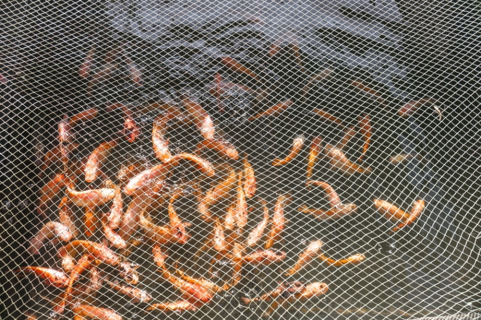 그물이 넓을수록 물고기가 더 많이 걸린다. 메시 와이파이도 이와 마찬가지다. 공유기 여러 대로 무선 신호라는 그물을 넓게 펴 와이파이 범위를 늘린다.