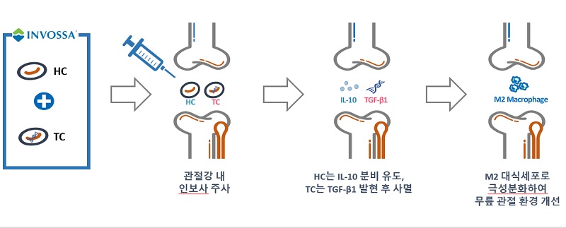 ▲코오롱생명과학이 개발한 유전자 골관절염 치료제 '인보사'의 작용기전(사진=코오롱생명과학 제공)