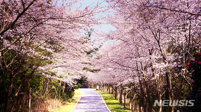 【서울=뉴시스】WE호텔 진입로 주변을 수놓은 벚꽃