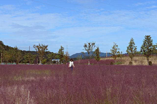 합천 핑크뮬리