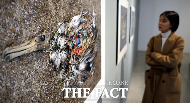 3월 1일 서울 종로구 경희궁길 성곡미술관에서 '크리스 조던:아름다움 너머' 전시회가 진행된 가운데 한 시민이 플라스틱 쓰레기를 먹고 죽은 알바트로스를 보고 있다.