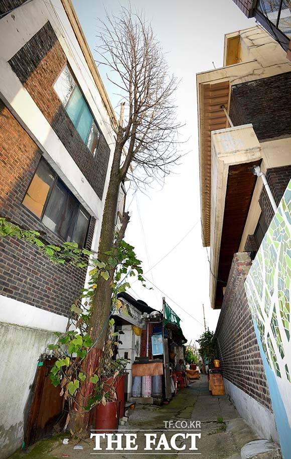 취재진을 본 한 어르신은 골목에 자리한 은행나무를 가리키며 "수십년을 함께한 친구"라고 했다.