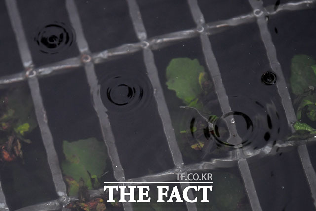 하수도 속 식물