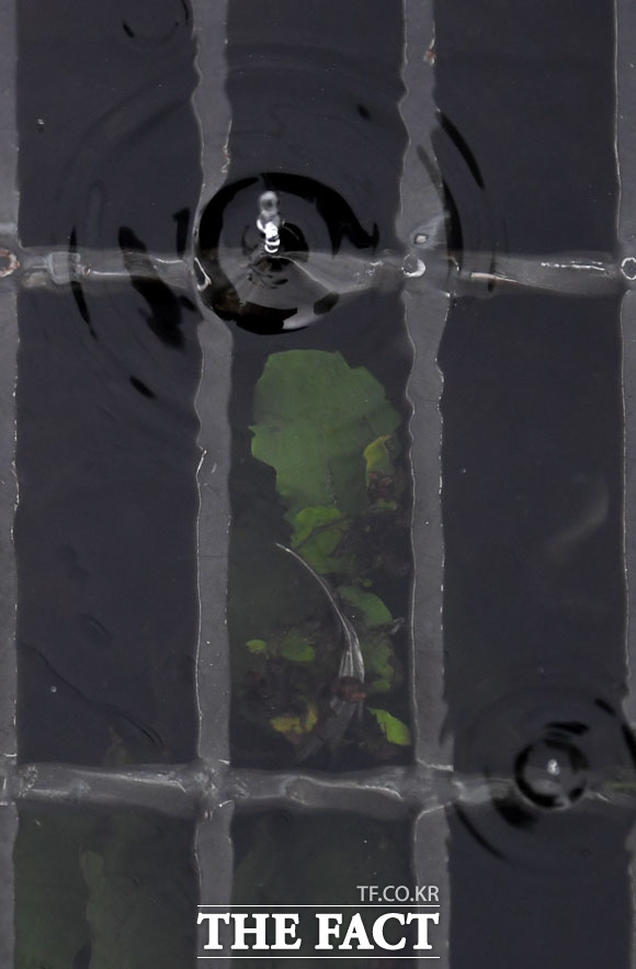 수초가 아니에요~!