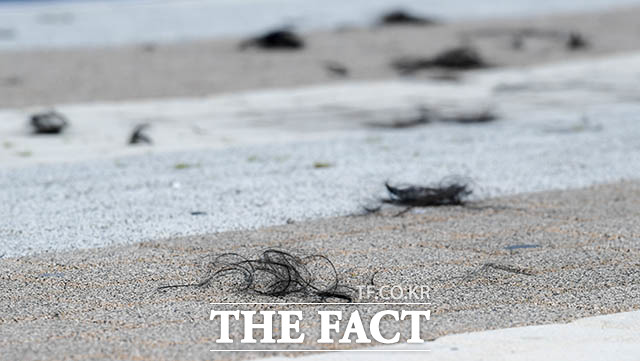 '가발 아닙니다' 황 대표에게 끊임없이 제기됐던 가발설. 그러나 삭발식 전체를 지켜본 후 떨어진 머리카락까지 직접 만져봤지만 가발이 아닌 것으로 보였다.