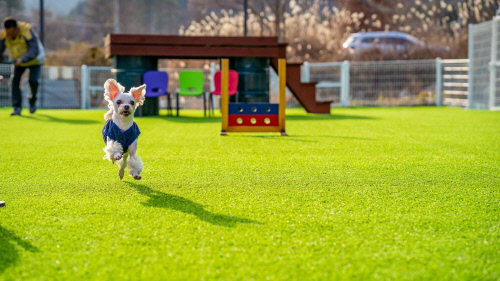 모든 객실에는 강아지 용품과 드라이룸이 준비됐다. 제공 | 여기어때