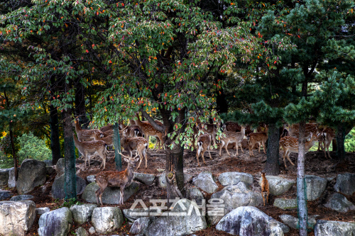 켄싱턴 리조트 설악밸리 숲에는 사슴이 산다.