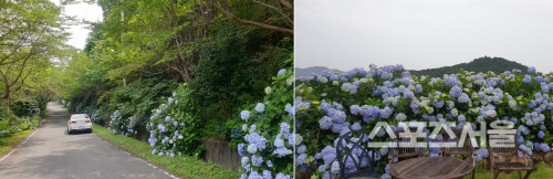 수국길. 양미정 기자 certain@sportsseoul.com