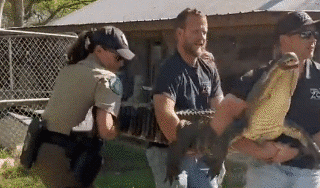 텍사스 사냥 감시국 트위터 동영상 캡처