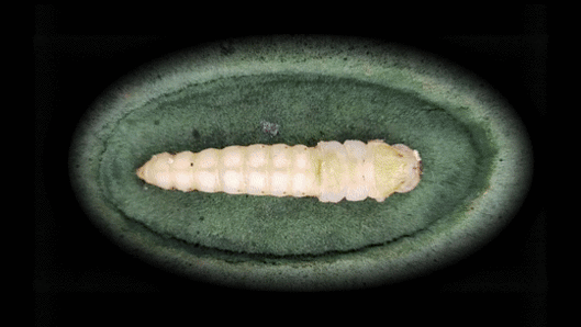 비단벌레 우화과정. 영월군 제공.