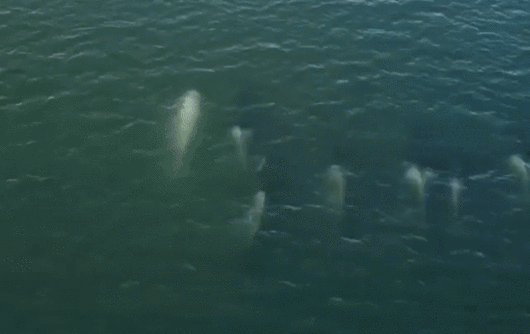 이번에 알래스카에 나타난 하얀 범고래(T46-B1B)는 지난 4월 워싱턴주 북서부 퓨젓사운드 해안에 출몰한 하얀 범고래와 같은 개체다./출처=샐리쉬해범고래재단