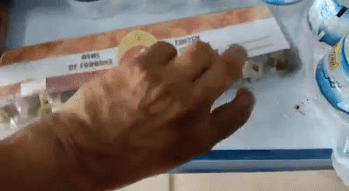 브라질 한 슈퍼마켓에서 식용으로 판매 중이던 메추리알이 부화하는 일이 발생했다. 유튜브 캡처