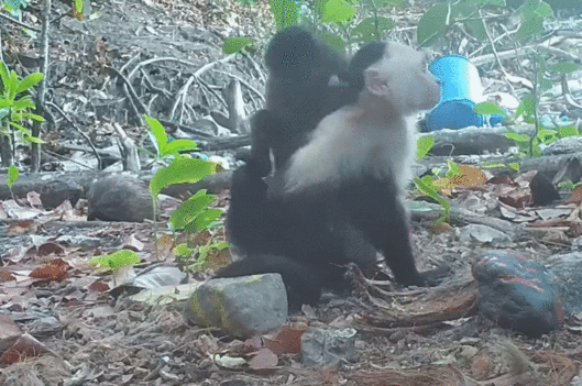 꼬리감는원숭이(흰색)와 짖는원숭이(Howler monkey) 새끼의 모습을 담은 영상 일부. Max Planck Institute of Animal Behavior