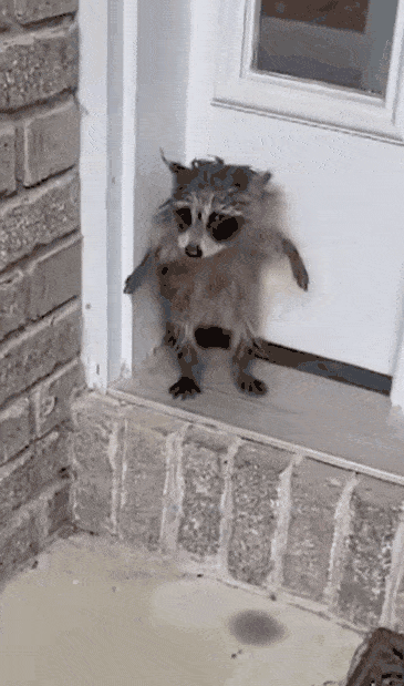 미국의 한 주택 앞에 비에 홀딱 젖은 채 두 발로 서 있는 새끼 라쿤의 모습이 공개돼 시선을 사로잡았다. SNS 갈무리