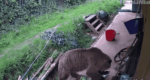 영국 데번주 야생동물 공원에서 서식 구역에서 탈출한 갈색곰 두 마리 중 한 마리가 식량 저장 창고에서 꿀 등을 먹어 치우고 있다. 와일드우드 데번 제공