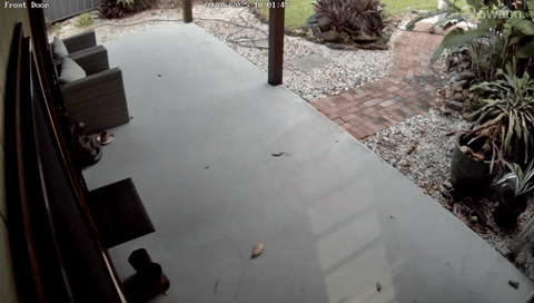 호주 퀸즐랜드주에서 엄마와 아이가 뒤를 쫓아온 화식조 두 마리를 발견하고 놀라서 황급히 집 안으로 들어가고 있다. 퀸즐랜드주 환경·관광·과학·혁신부 제공