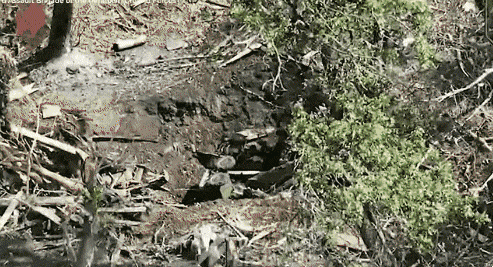 2025년 7월 8일 또는 9일, 우크라이나 전선에서 싸우던 러시아 병사들이 로봇과 드론으로만 구성된 우크라이나 순찰대에 항복하는 모습. 우크라이나 제3독립돌격여단 제공