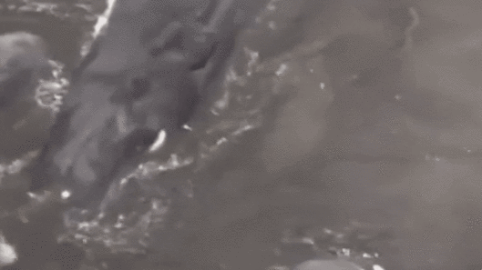 일본 현지시간으로 30일 지바현 다테야마시 해변에 고래 4마리가 떠밀려 와 있다. SNS 캡처