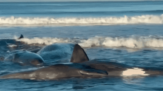 일본 현지시간으로 30일 지바현 다테야마시 해변에 고래 4마리가 떠밀려 와 있다. SNS 캡처