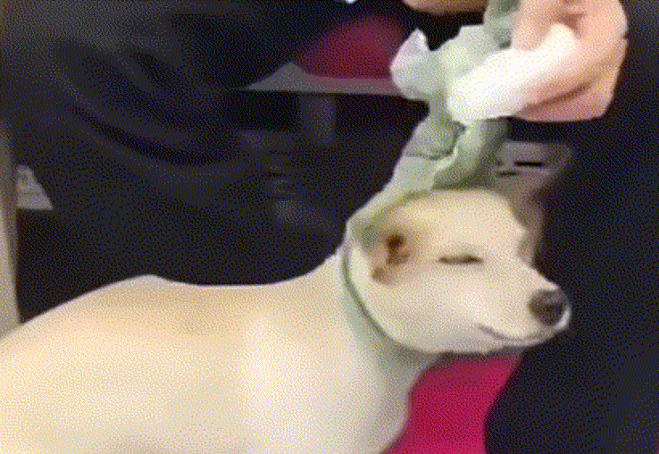 지하철에서 한 남성이 반려견의 온몸에 물파스를 바르는 모습이 포착돼 공분을 사고 있다. 인스타그램(@care_korea_official) 갈무리