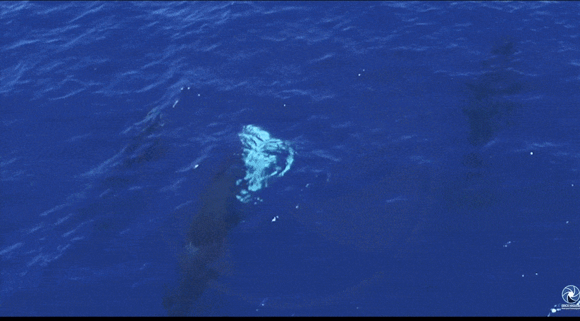 범고래가 백상아리를 사냥하는 영상의 일부