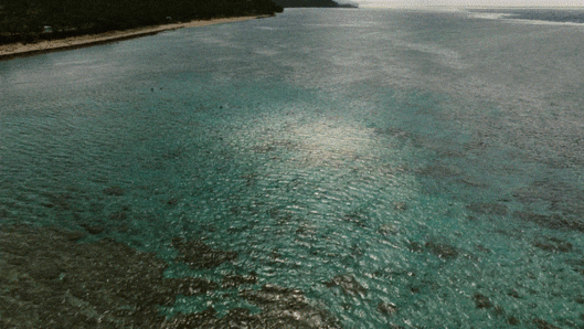 삼성전자 산호초 복원 프로젝트