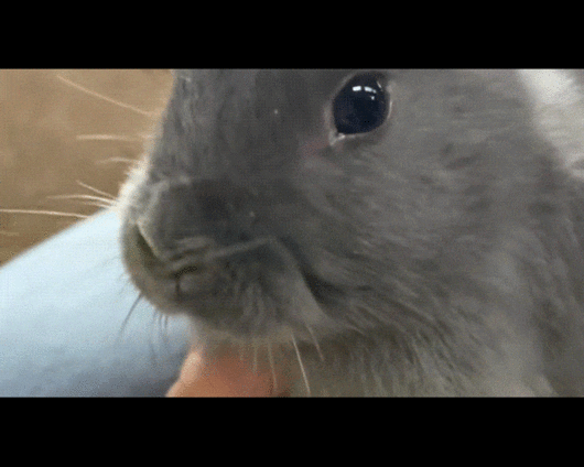 귀가 없던 고흐가 실로 만든 귀를 달고 뛰놀고 있다. 영상은 해당 토끼. [영상=틱톡 @smithillsopenfarm]